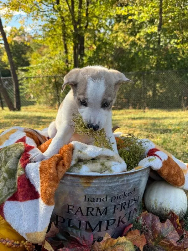 A baby medium-sized female Border Collie dog named Coraline for adoption in House Springs, MO