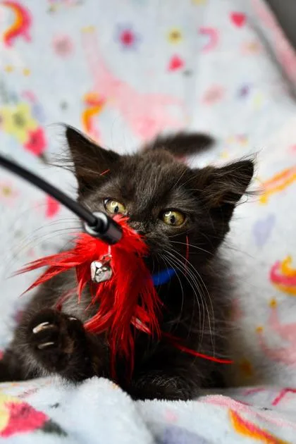 A baby small-sized male Domestic Medium Hair cat named George Harrison for adoption in Yakima, WA