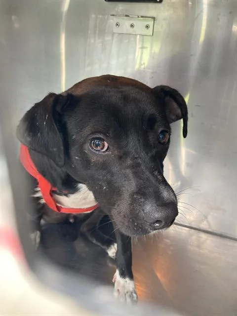 A young medium-sized female Mixed Breed dog named Rebel for adoption in Dallas, TX