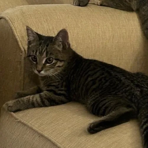 A young small-sized male Brown / Chocolate Domestic Short Hair cat named Kirby A for adoption in SANTA ROSA BEACH, FL
