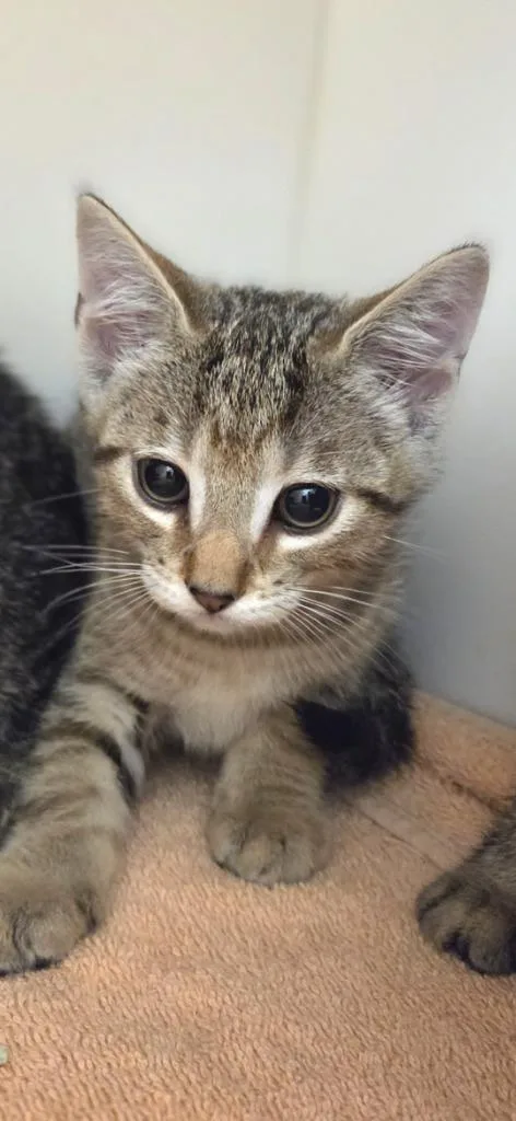 A baby small-sized male Domestic Short Hair cat named James for adoption in Oxford, NC