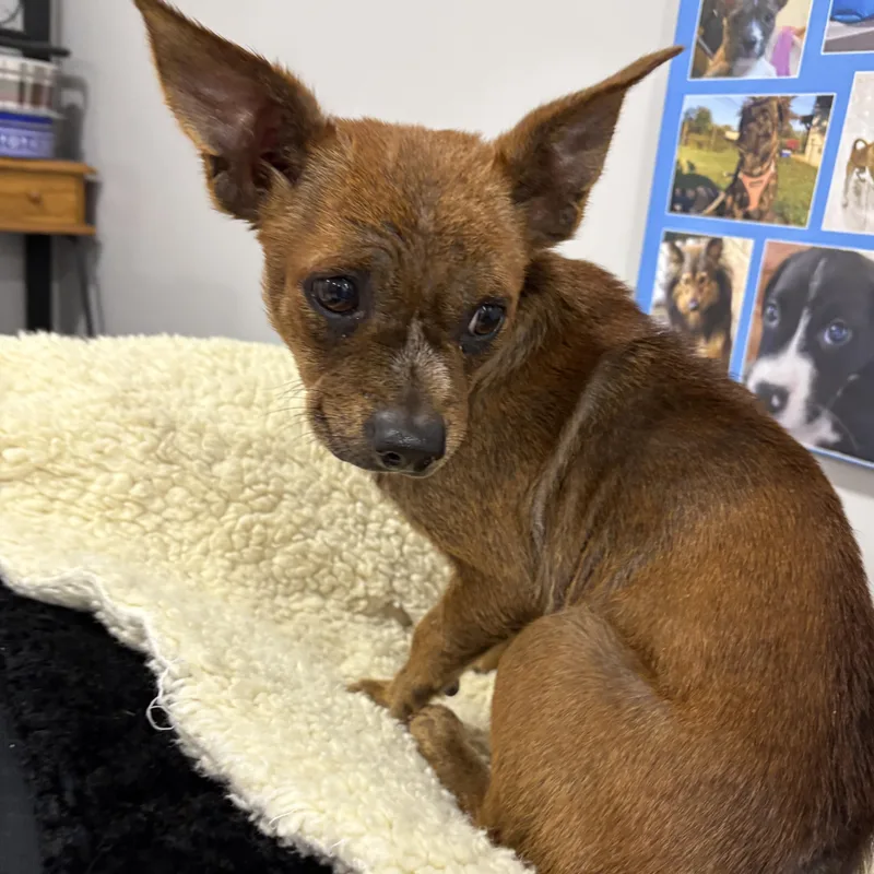 A young small-sized male French Bulldog dog named Biscotti for adoption in Abington, PA