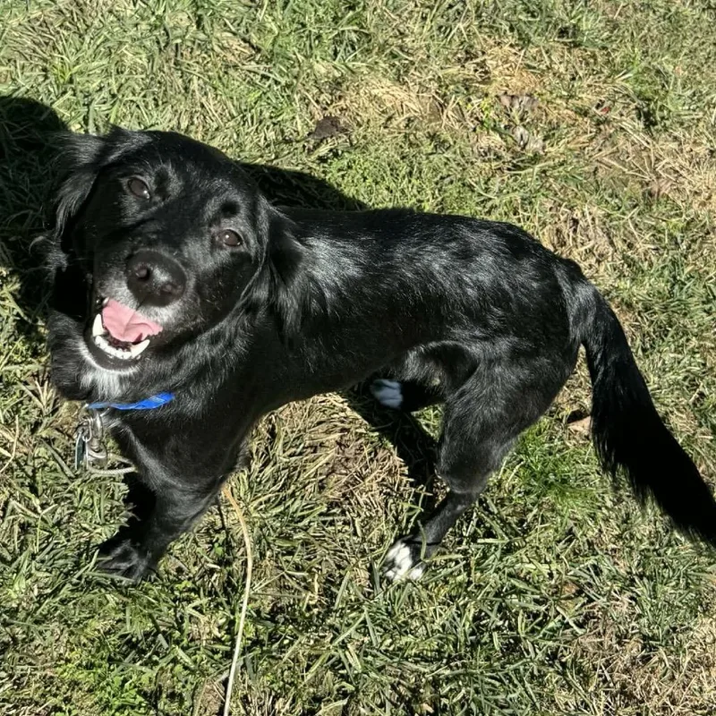 An adult medium-sized female Black Black Labrador Retriever dog named Sadie for adoption in Rockville, MD