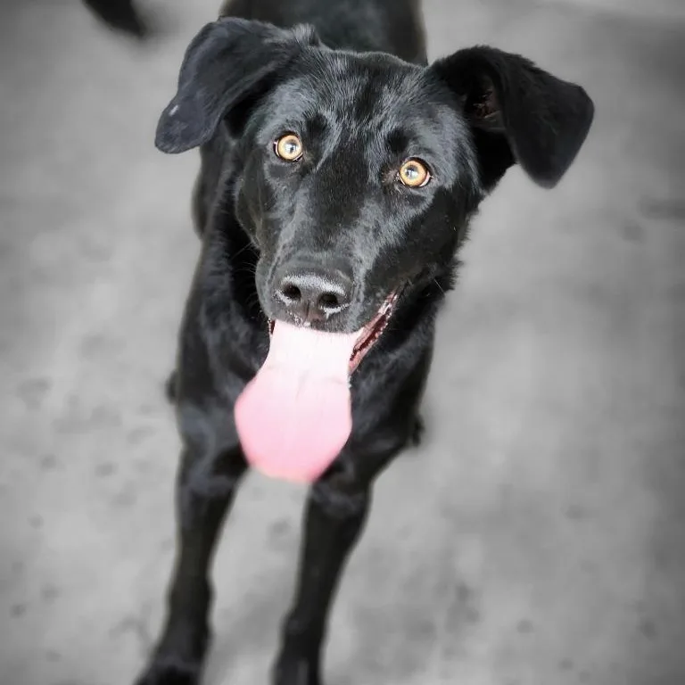 A young medium-sized female Labrador Retriever dog named Huntress for adoption in House Springs, MO