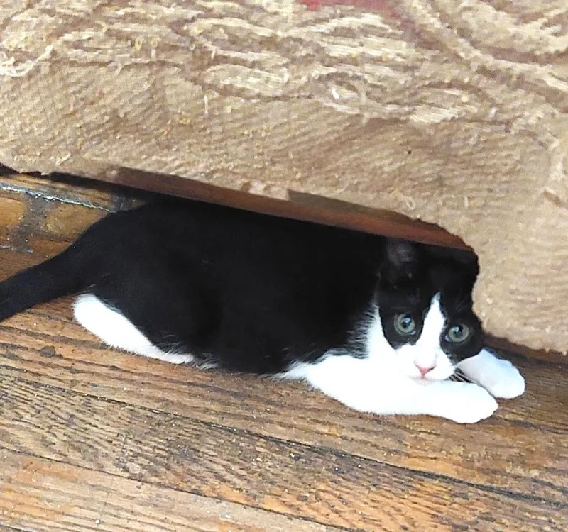 A baby small-sized male Black & White / Tuxedo Domestic Short Hair cat named Blake for adoption in New York, NY