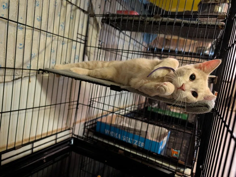 A baby small-sized male Domestic Short Hair cat named Sneezy for adoption in Rocky Ridge, MD