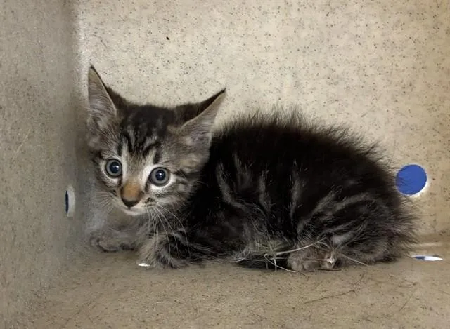 A baby small-sized male Domestic Short Hair cat named Ori for adoption in Haw River, NC