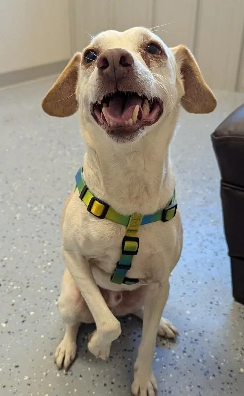 An adult medium-sized male Rat Terrier dog named Rico for adoption in Yankton, SD