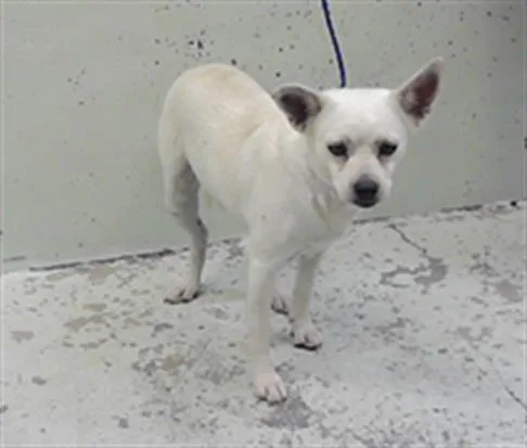 A young small-sized male Chihuahua dog named Marvin for adoption in Houston, TX