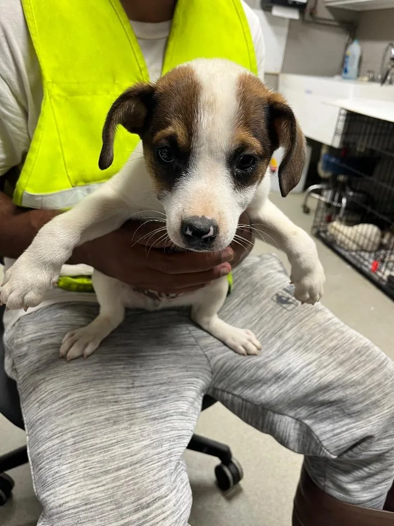 A baby medium-sized male Australian Cattle Dog / Blue Heeler dog named Memphis for adoption in Hopkinsville, KY