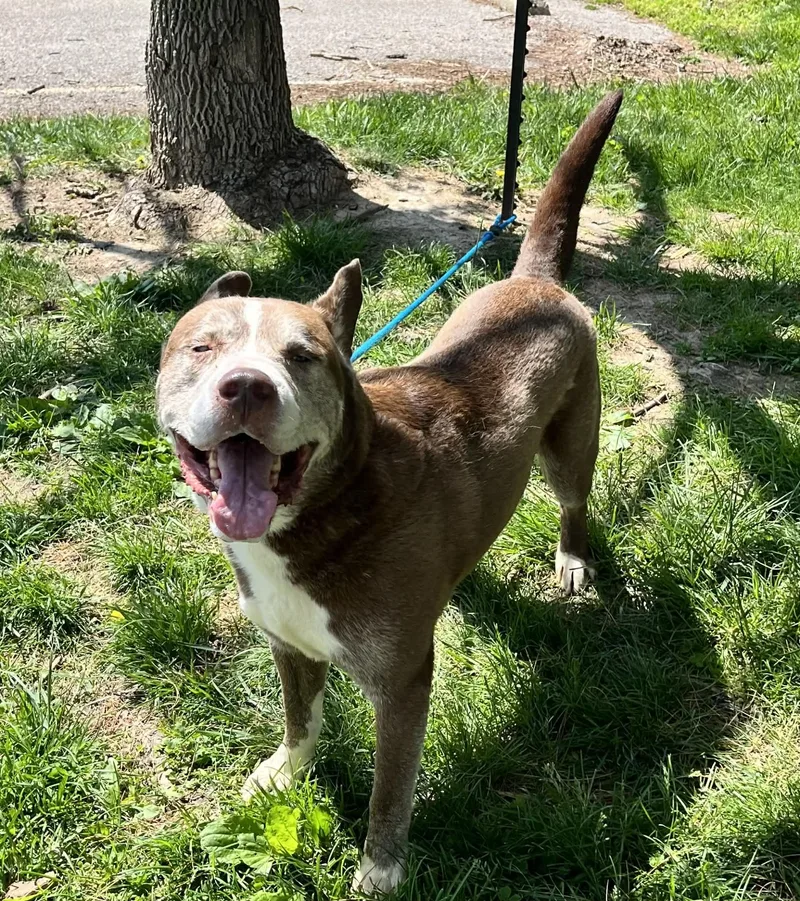 An adult large-sized male Brown / Chocolate Husky dog named Prince for adoption in Springfield, IL