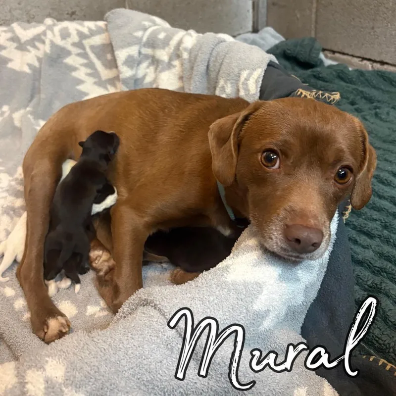 A young small-sized female Beagle dog named Mural for adoption in Hillsboro, OH