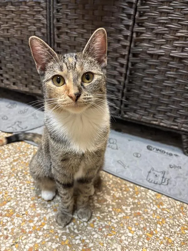 A young medium-sized female Tabby (Buff / Tan / Fawn) Tabby cat named Hermione for adoption in Chicago, IL