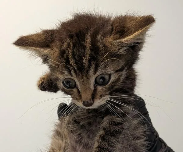 A baby small-sized male Domestic Short Hair cat named Rufus for adoption in San Diego, CA