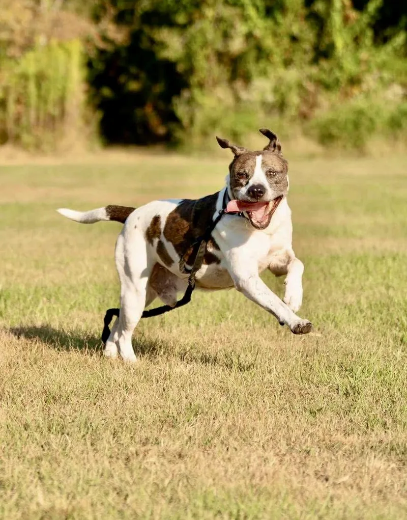 Ernie thumbnail 3