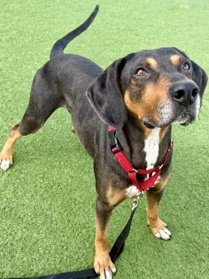 An adult medium-sized male Black Coonhound dog named Klaxon for adoption in Downers Grove, IL