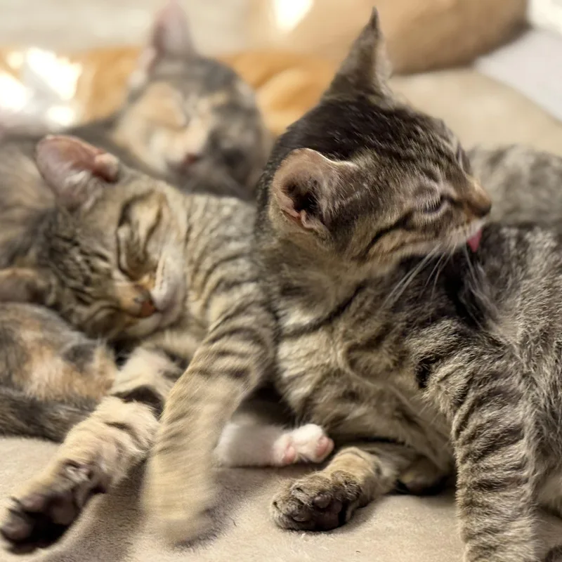 Bethany & Beaux thumbnail 2