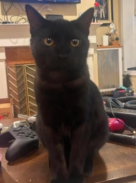 A baby small-sized male Domestic Short Hair cat named Wave for adoption in Chicago, IL