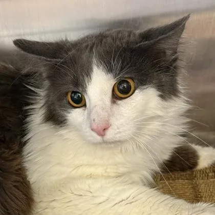 An adult medium-sized female Gray & White Domestic Medium Hair cat named Sekhmet for adoption in Lansing, MI