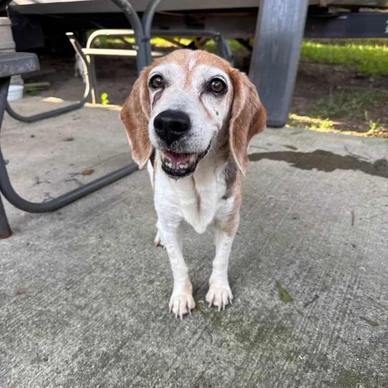 A senior small-sized female Beagle dog named Sue for adoption in Baton Rouge, LA