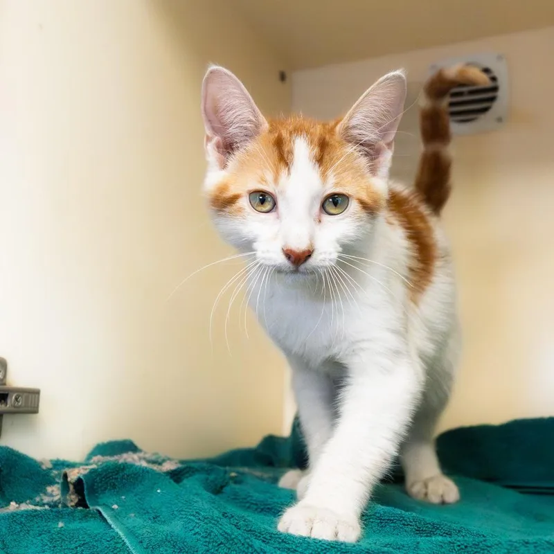 A baby small-sized male Orange / Red Domestic Short Hair cat named Cheesy for adoption in South Elgin, IL
