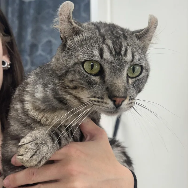 An adult medium-sized male Gray / Blue / Silver American Curl cat named Paul for adoption in Birmingham, AL