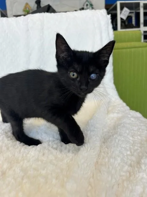 A young small-sized female Black Domestic Short Hair cat named Namaari for adoption in Tyler, TX