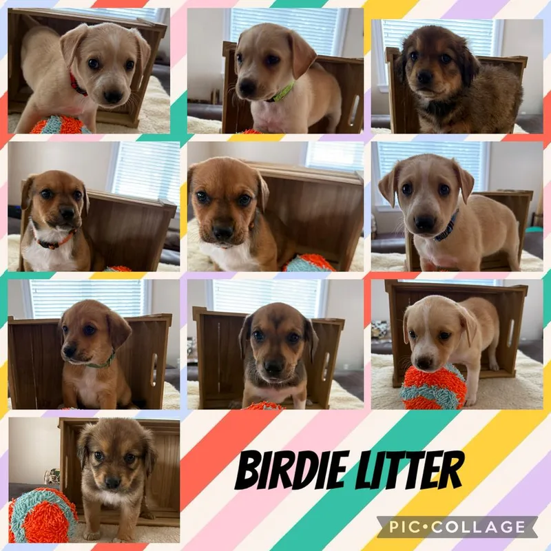 Birdie thumbnail 6