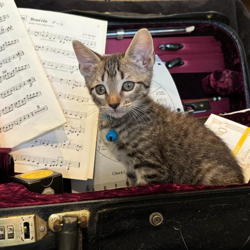 A baby small-sized female Black Domestic Short Hair cat named Aria for adoption in Bastrop, TX