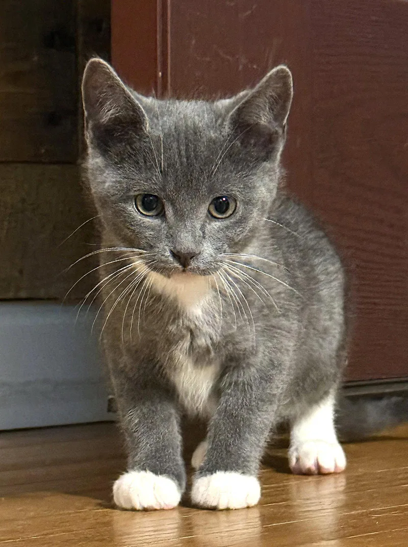 A baby medium-sized female Domestic Short Hair cat named Whiskey Months for adoption in Sterling, MA