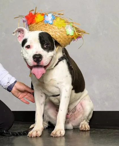An adult large-sized male Mixed Breed dog named Boss for adoption in Atlanta, GA