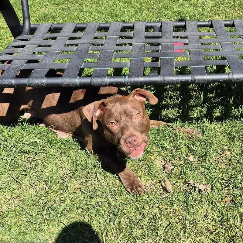 An adult medium-sized female Brown / Chocolate Mixed Breed dog named Pattie for adoption in Oak Park, IL
