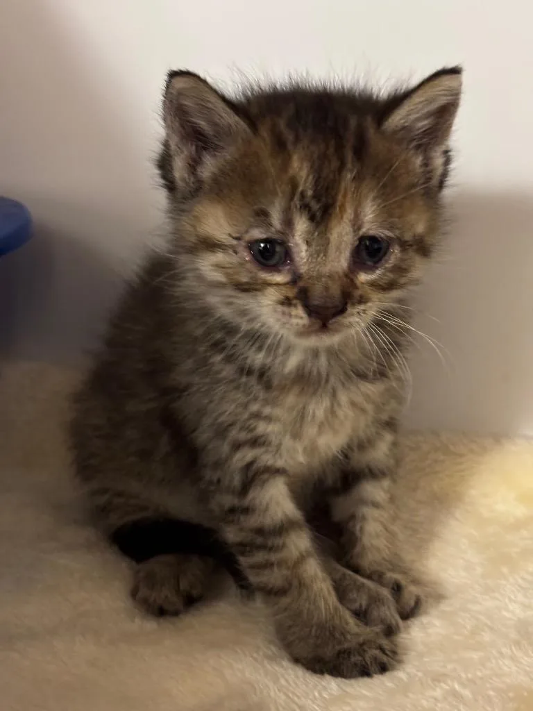 A baby small-sized female Domestic Short Hair cat named Lexi for adoption in Liverpool, NY