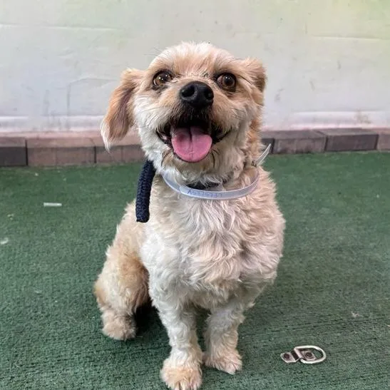 An adult small-sized male White / Cream Terrier dog named Loki for adoption in Hawthorne, CA