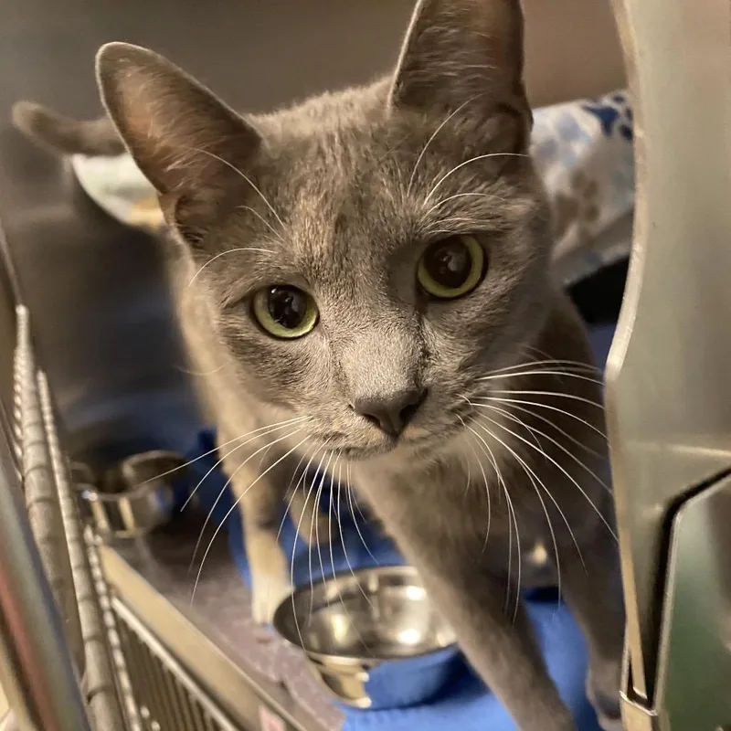 An adult medium-sized female Gray / Blue / Silver Domestic Short Hair cat named Luna for adoption in Fredericksburg, VA