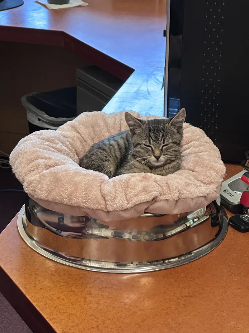 A baby small-sized female Domestic Short Hair cat named Brittany for adoption in Elk Grove, CA
