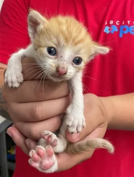 A baby small-sized female Domestic Short Hair cat named Pearl for adoption in San Bernardino, CA