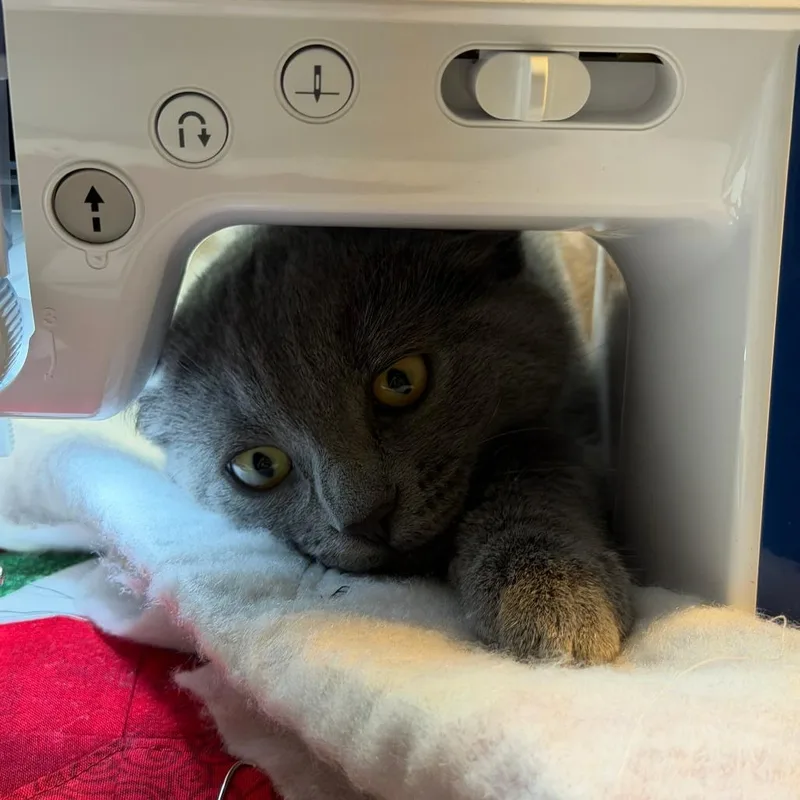 A baby medium-sized female Gray / Blue / Silver Domestic Medium Hair cat named Amberly for adoption in Harrisonburg, VA