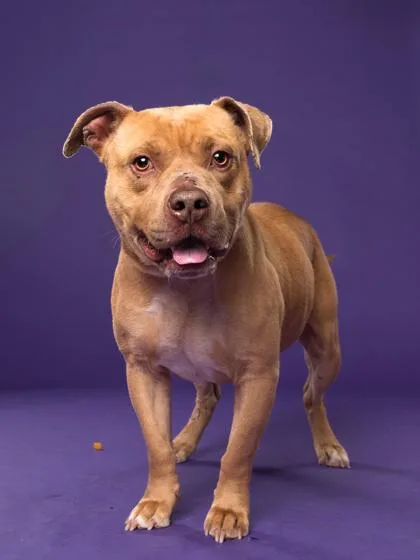 An adult medium-sized male Pit Bull Terrier dog named Nino for adoption in Atlanta, GA
