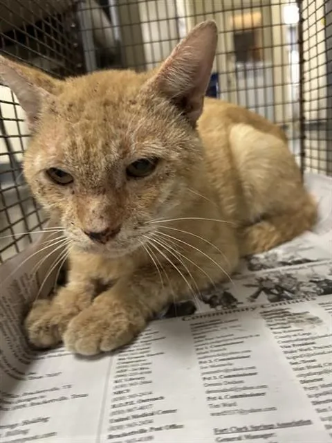 An adult small-sized male Domestic Medium Hair cat named Felix for adoption in San Antonio, TX