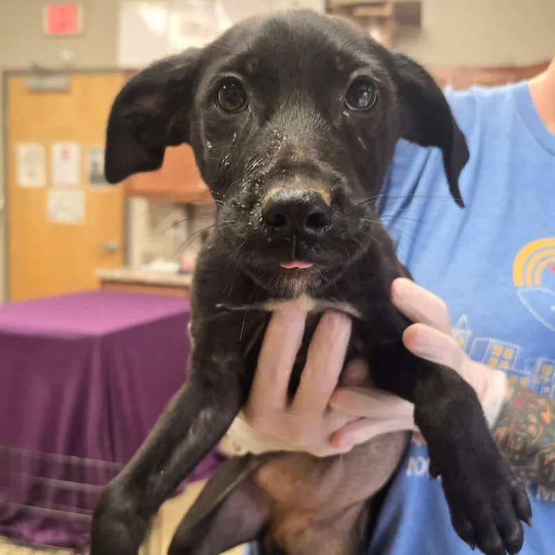 A baby small-sized female Black Australian Shepherd dog named Iris Kate U for adoption in Tupelo, MS