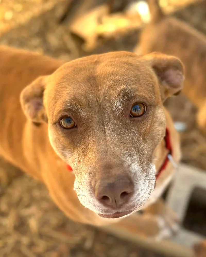 An adult medium-sized female Brindle Pit Bull Terrier dog named Nyla for adoption in Jacksonville, NC