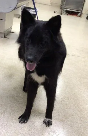 A young medium-sized female Border Collie dog named Happy for adoption in Riverside, CA