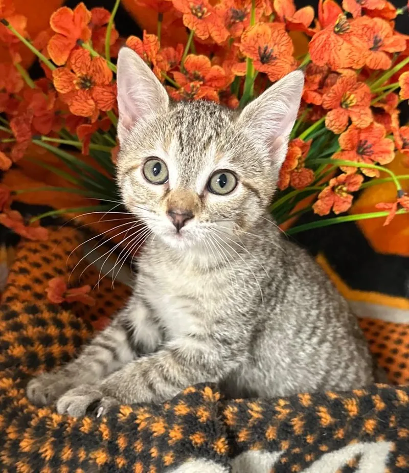 A baby small-sized female Domestic Short Hair cat named Lydia for adoption in Stillwater, OK