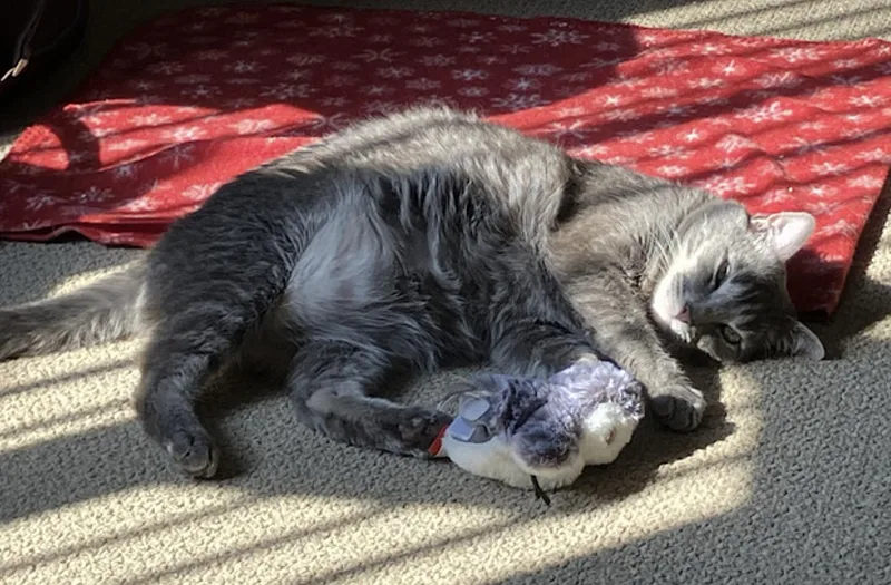 An adult large-sized male Tabby (Gray / Blue / Silver) Domestic Short Hair cat named Tommy for adoption in Amherst, MA