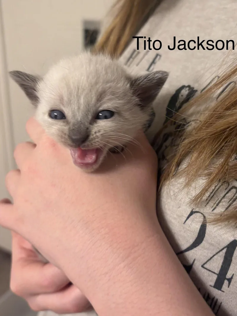 A baby medium-sized male Domestic Short Hair cat named Tito Jackson for adoption in Alpharetta, GA