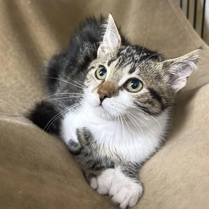 A baby small-sized male Brown / Chocolate Domestic Medium Hair cat named Zipper for adoption in Monroe, MI