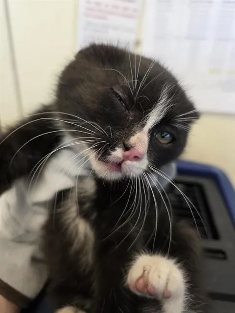 A young small-sized male Domestic Short Hair cat named A for adoption in West Valley City, UT
