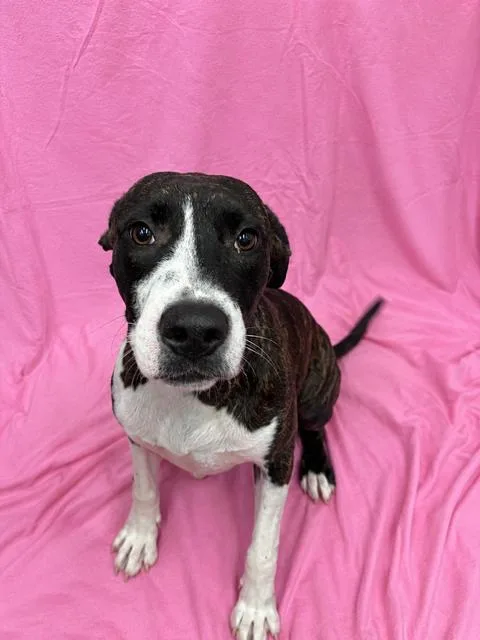 A baby medium-sized female Brindle Hound dog named Crumble for adoption in Marion, NC