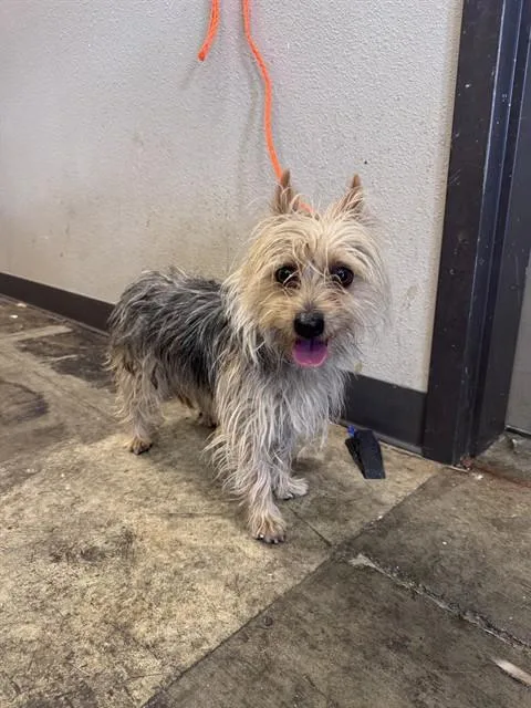 A young small-sized male Yorkshire Terrier dog named Kye for adoption in Ontario, CA